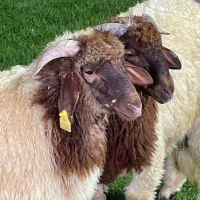 Egyptian Barki Lamb Livestock 35 to 40 kg