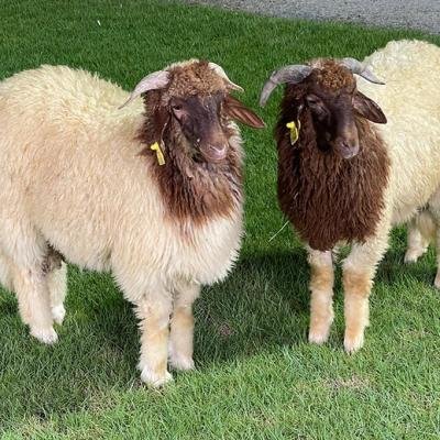 Egyptian Barki Lamb Livestock 40 to 45 kg